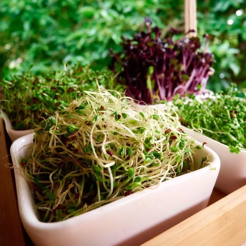 Alfalfa sprouting seeds rich in iron