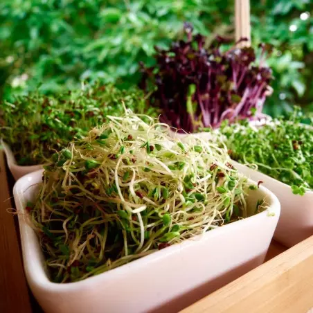 Sementes de Alfafa (Alfalfa) Orgânica