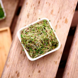 alfafa bio jeune pousse salade luzerne alfafa bio jeune pousse salade luzerne