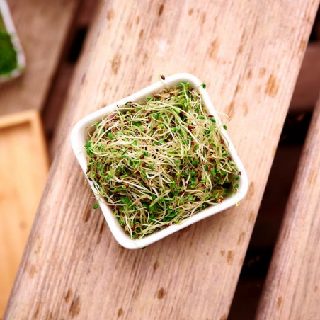 alfafa bio jeune pousse salade luzerne alfafa bio jeune pousse salade luzerne