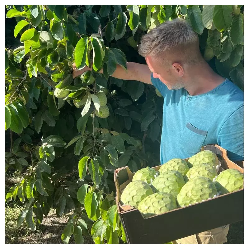chirimoya cherimoya espagne bio récolte à la main