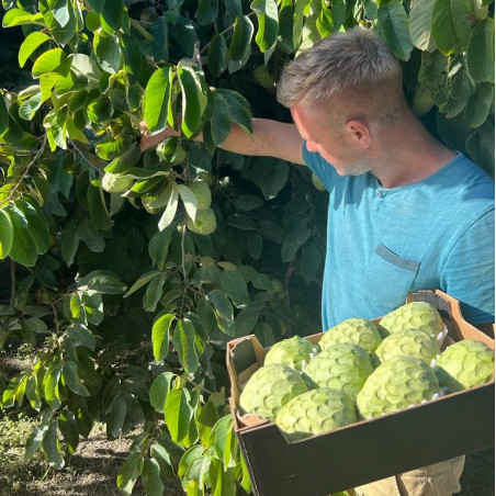 chirimoya cherimoya espagne bio récolte à la main chirimoya cherimoya espagne bio récolte à la main