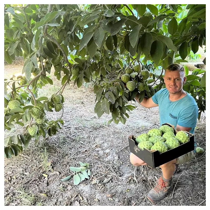 chirimoya cherimoya espagne bio récolte