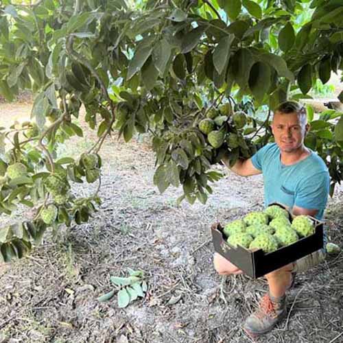 chirimoya cherimoya espagne bio récolte chirimoya cherimoya espagne bio récolte