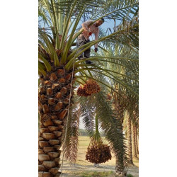 récolte des dattes d'Iran jurassic fruits récolte des dattes d'Iran jurassic fruits