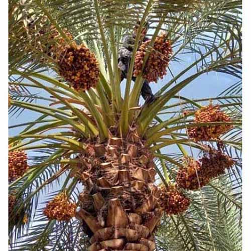 dattes dans leur palmier, récolte à la main