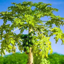 Arbre à papaye Arbre à papaye