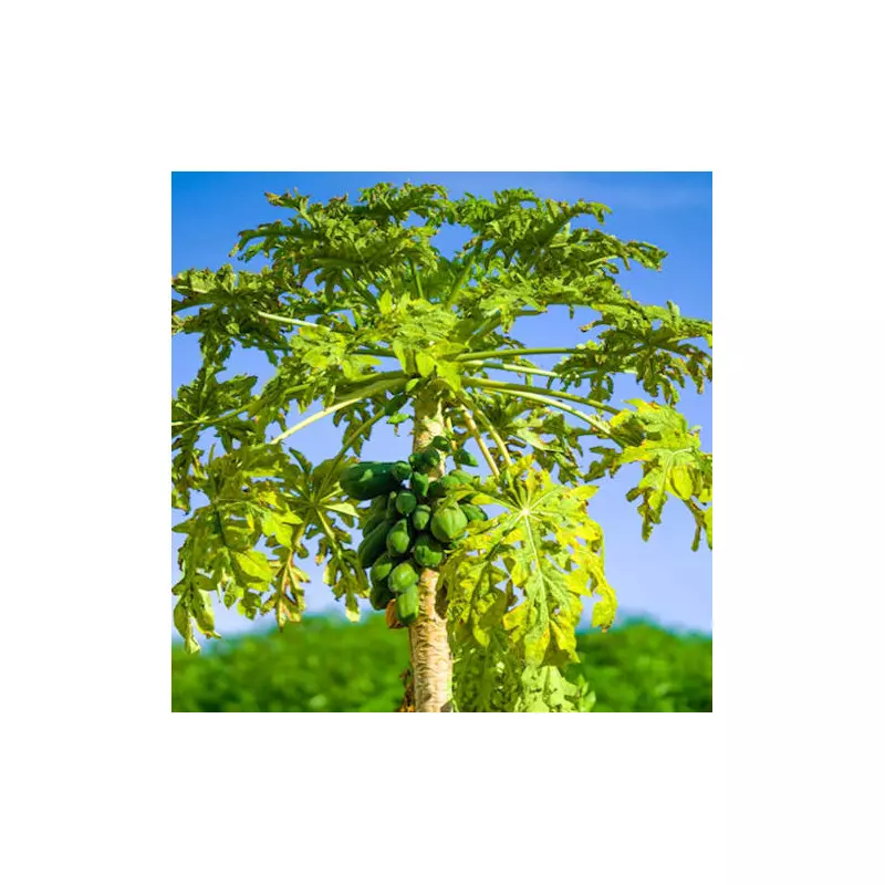 Arbre à papaye