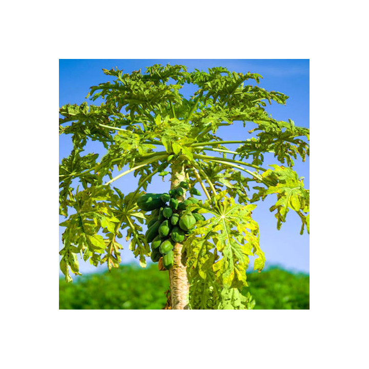 Papaya tree