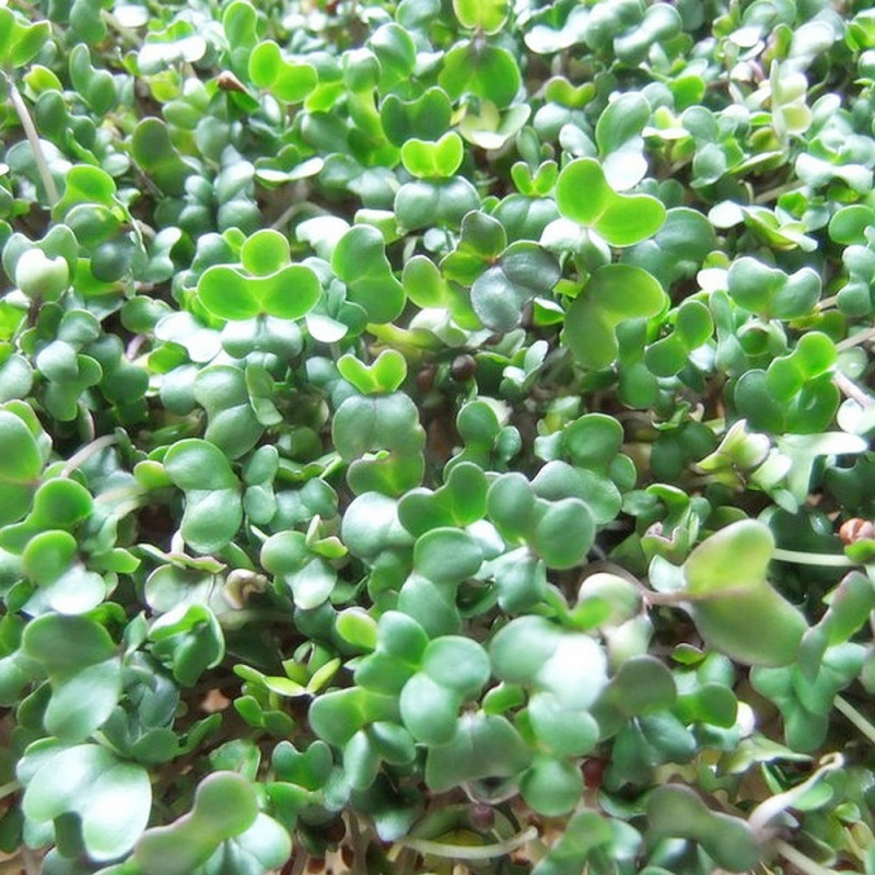 Organic broccoli seeds