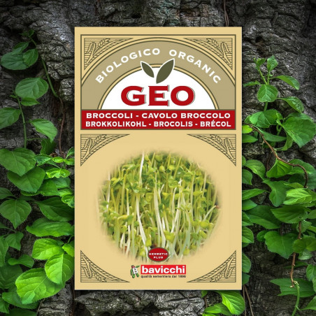 Broccoli Seeds Geo Organic