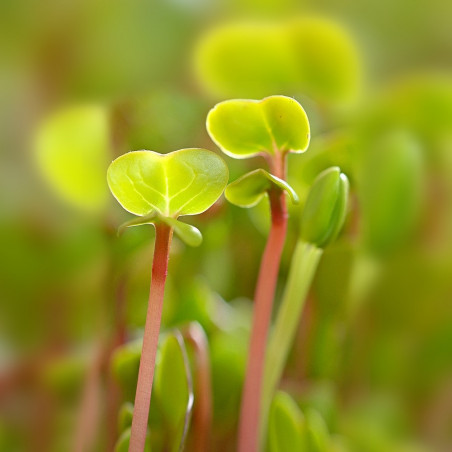 Organic Quality Seed Radish Organic Quality Seed Radish