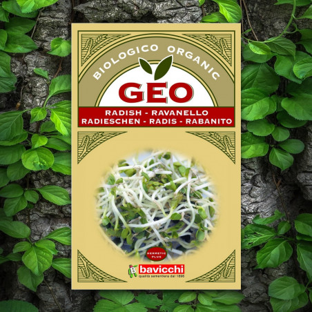 Radis Graines Germées Bavicchi GEO Biovie bienfaits Radis Graines Germées Bavicchi GEO Biovie bienfaits