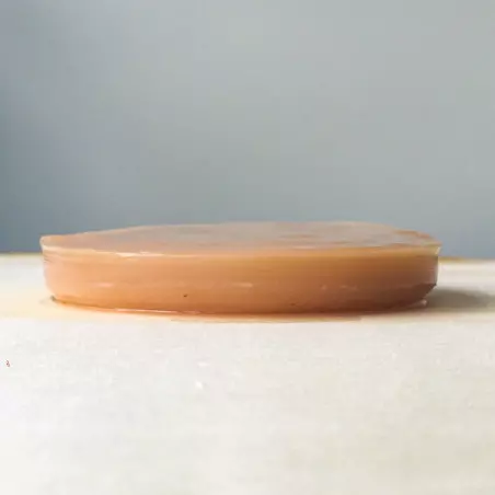 scoby mère de kombucha fraiche orisae