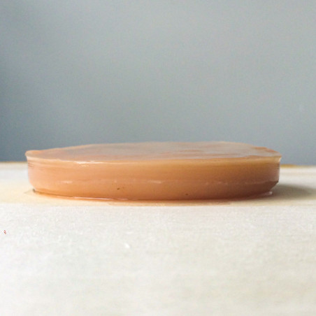 scoby mère de kombucha fraiche orisae scoby mère de kombucha fraiche orisae