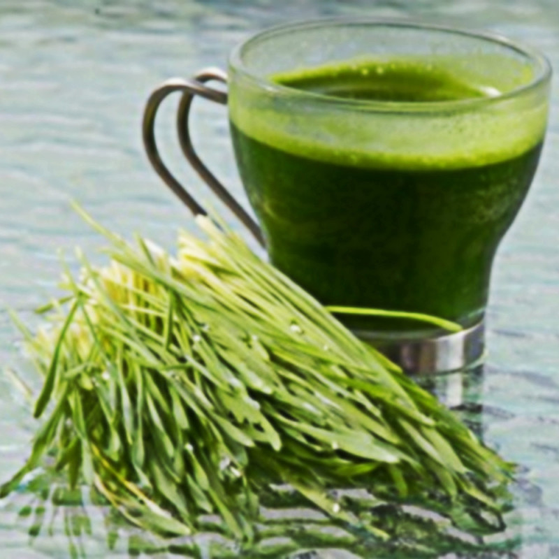 Graines Orge Bio pour jus d'herbe