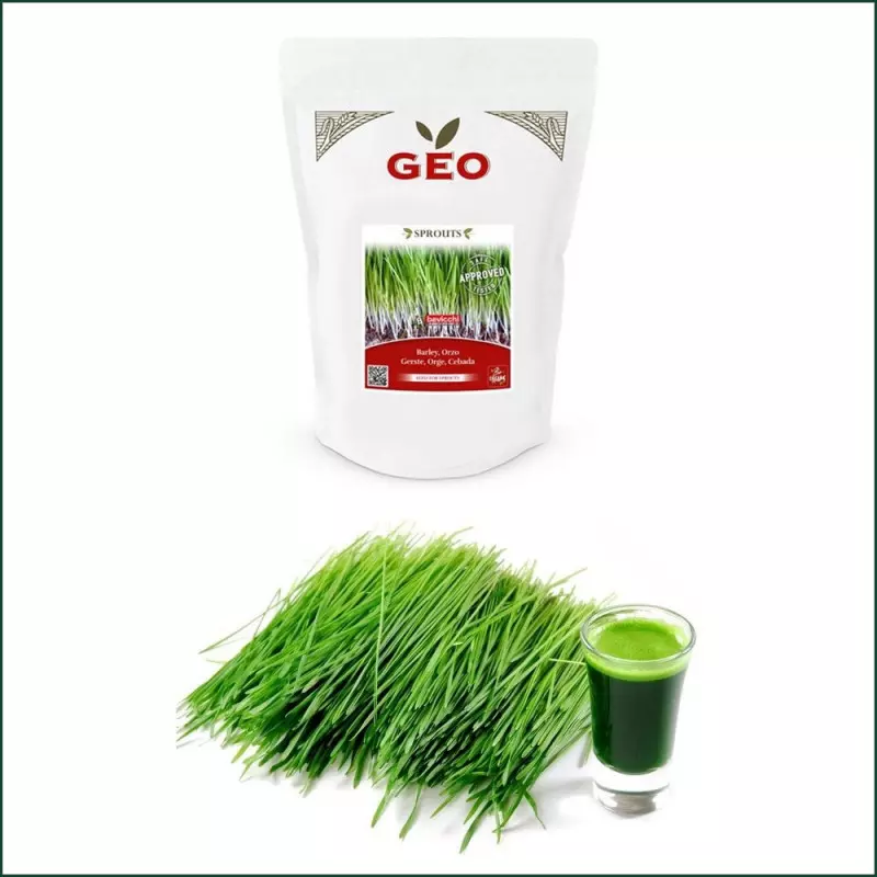 Graine d'orge à germer Bio pour jus d'herbe