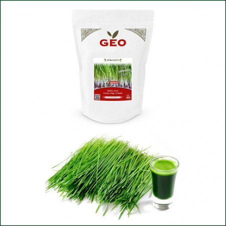 Seed Germination Organic Barley Grass