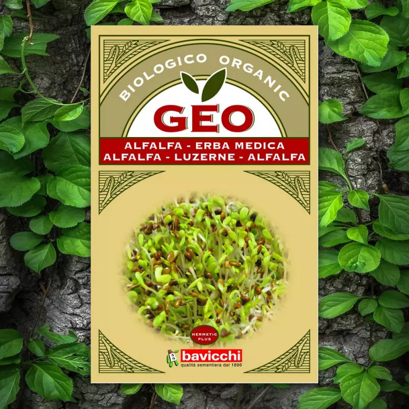 Semillas germinadas de alfalfa ricas en proteínas