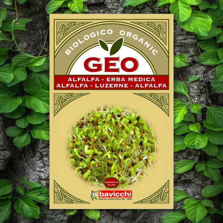 Semillas germinadas de alfalfa ricas en proteínas