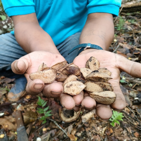 récolte noix d'amazonie en bolivie zafreros