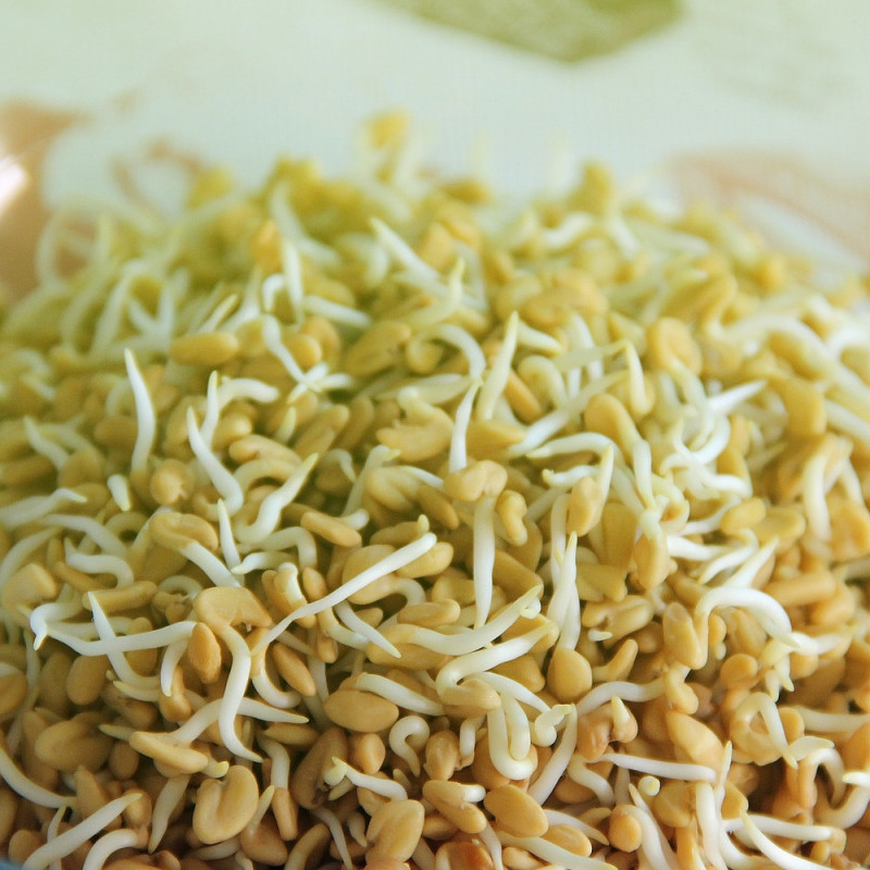 Organic fenugreek seeds