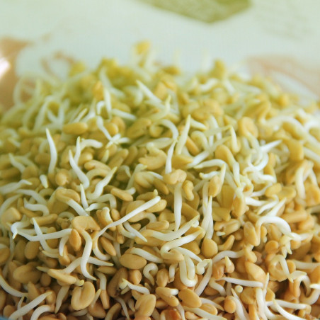 Organic fenugreek seeds