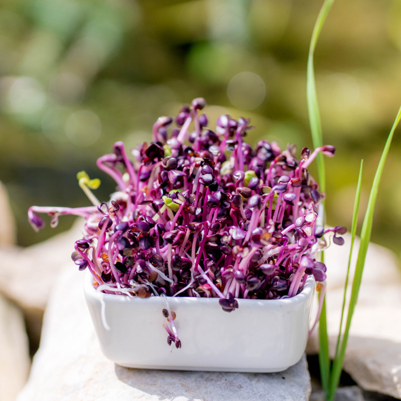 Organic red radish seeds