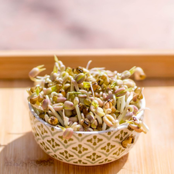 Sprouted mung bean seeds biovie