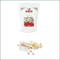 Graine Germination Bio Haricot Mungo Graine Germination Bio Haricot Mungo
