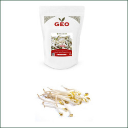 Organic Sprouted Seed Mung Bean Organic Sprouted Seed Mung Bean