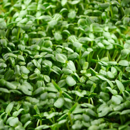 Tournesol Germé Alimentation Saine Crue Graines à Germer Tournesol Germé Alimentation Saine Crue Graines à Germer