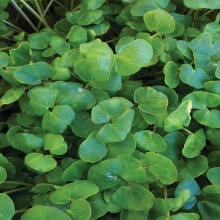 Organic Food Buckwheat Young Sprouts Organic Food Buckwheat Young Sprouts
