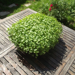 Buckwheat Seeds to Germinate Easy Growth Buckwheat Seeds to Germinate Easy Growth