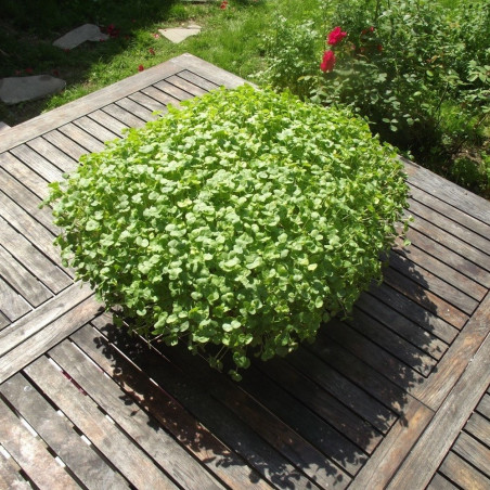 Buckwheat Seeds to Germinate Easy Growth Buckwheat Seeds to Germinate Easy Growth