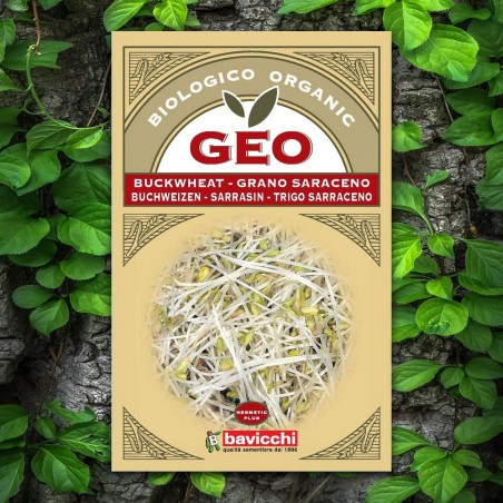 GEO Buckwheat Seeds Germination GEO Buckwheat Seeds Germination