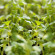 Graines Roquette (Arugula) Biologique