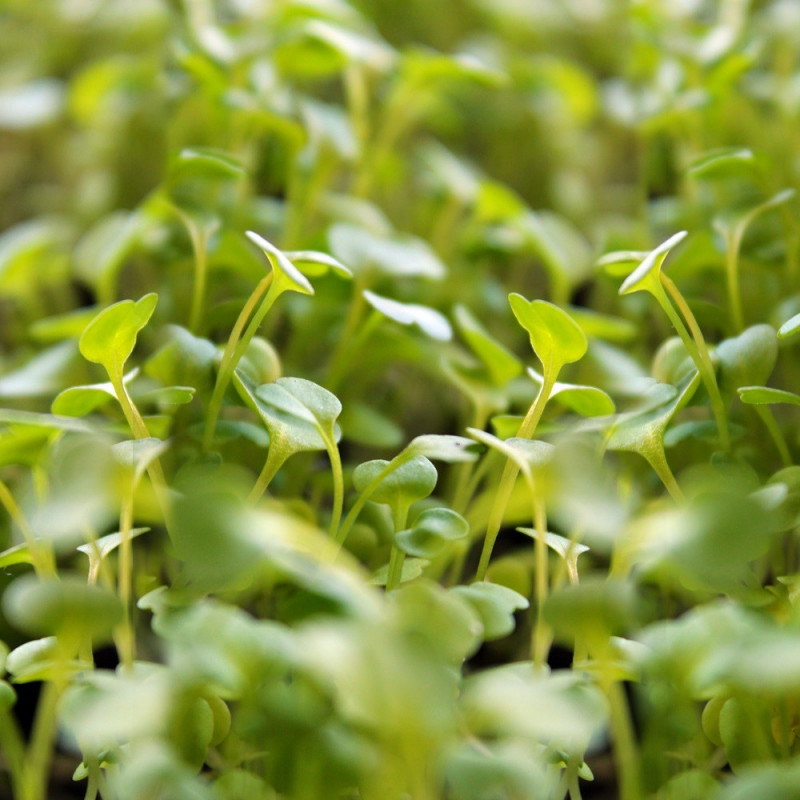 Graines de Roquette (Arugula) Biologique