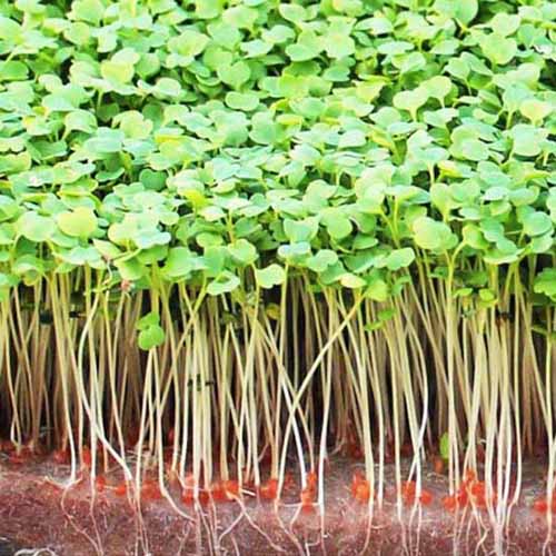 Healthy Food Arugula Rocket Healthy Food Arugula Rocket