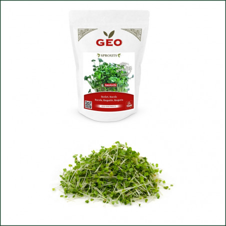 Graine Germination Bio Roquette Arugula Graine Germination Bio Roquette Arugula