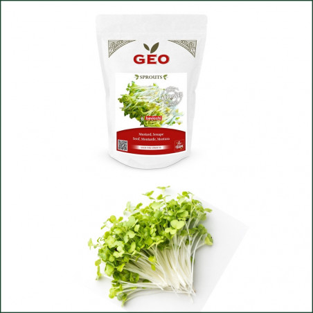 Graine Germination Biologique Moutarde Graine Germination Biologique Moutarde