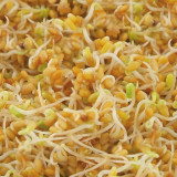 Organic Red Clover Healthy Food