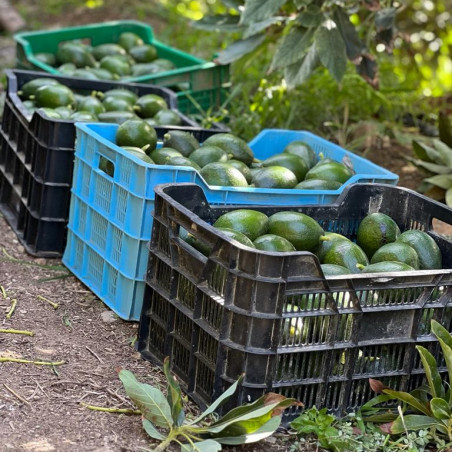 Avocats hass bio - Espagne, 5 kilos