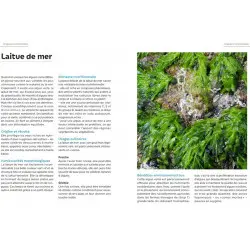 page intérieure détails laitue de mer - algues au quotidien page intérieure détails laitue de mer - algues au quotidien
