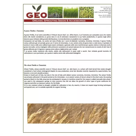 wheat grass powder