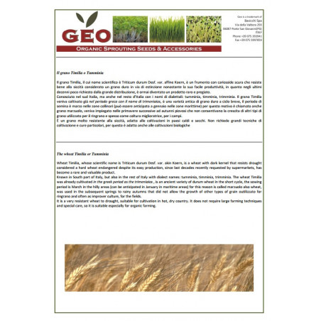 wheat grass powder wheat grass powder
