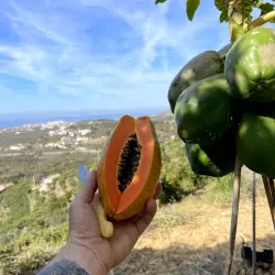 Papayes cultivées écologiquement à Malaga Papayes cultivées écologiquement à Malaga