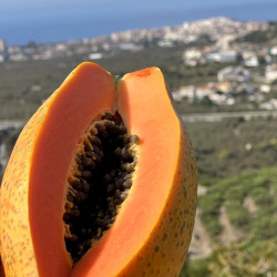 Vue en coupe d'une papaye bio