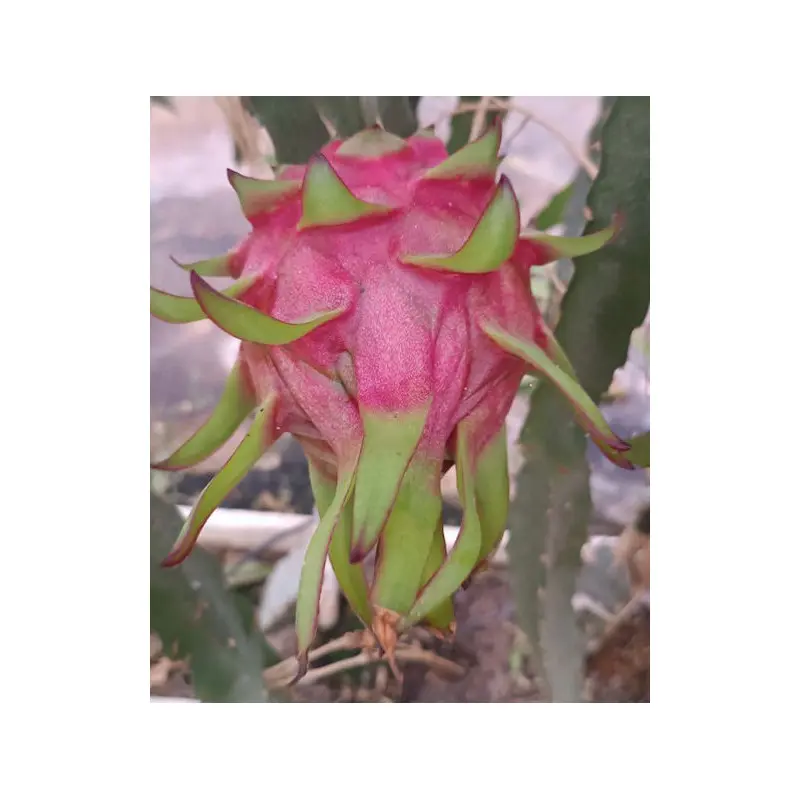 pitaya biovie