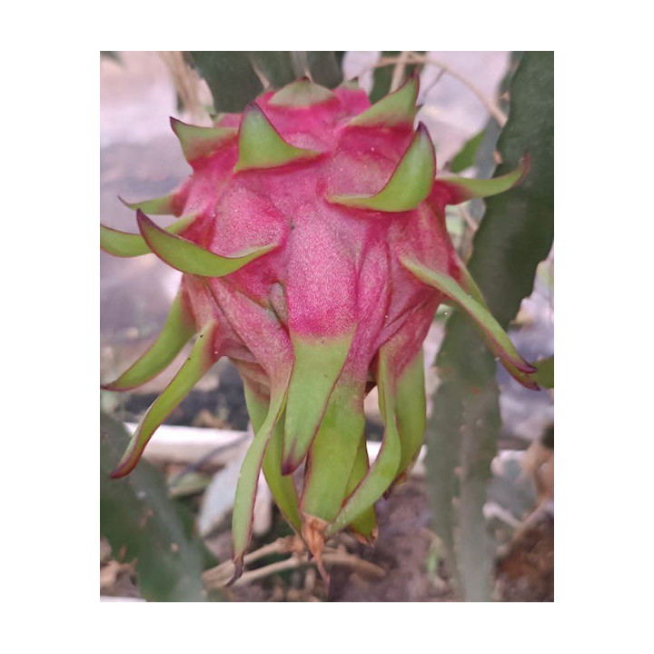 pitaya biovie